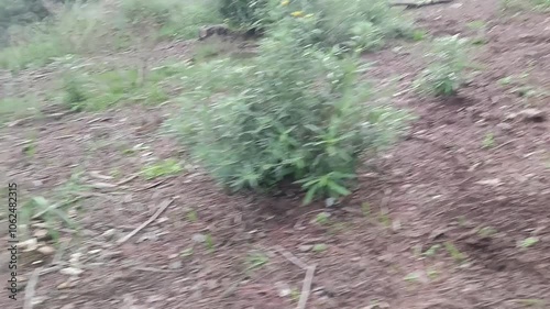 Dog exploring a forest trail on a sunny afternoon in nature