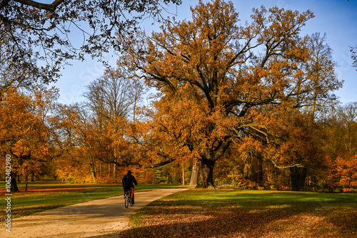 Cyclist Enjoying Autumn Scenery at Fürst-Pückler Park Muskauer,  Bad Muskau, Saxony, Germany - 2024 photo