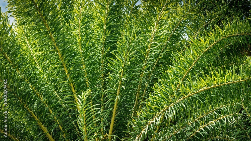 Lush tropical palm leaves creating a dense canopy with glossy curled fronds reflecting sunlight