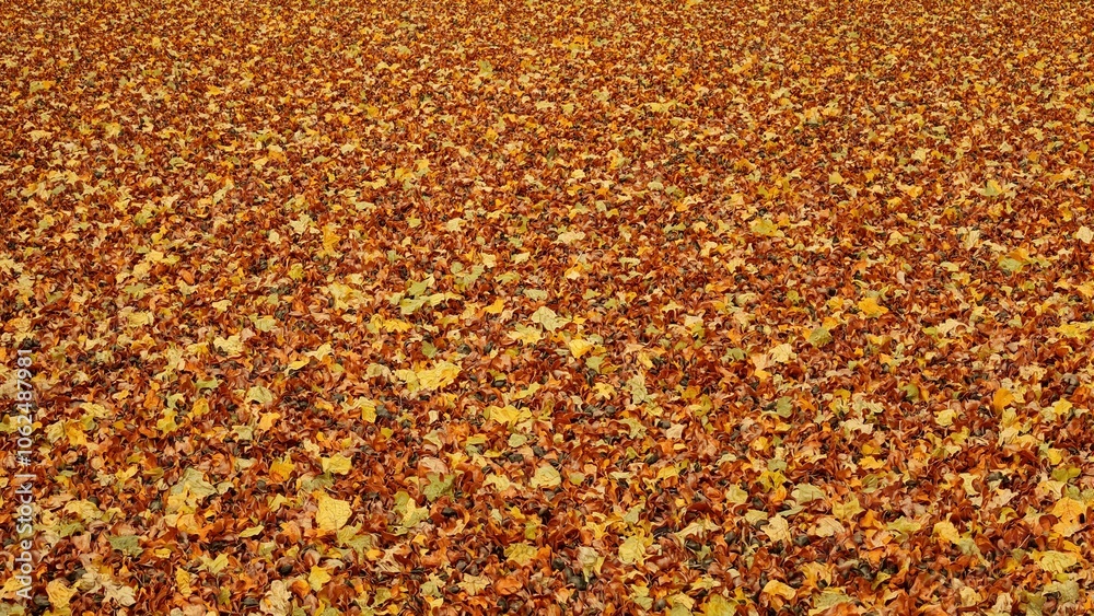 Autumn beech tree leaves in bronze and copper hues glossy and reflective Autumn beech tree leaves in bronze and copper hues glossy and reflective