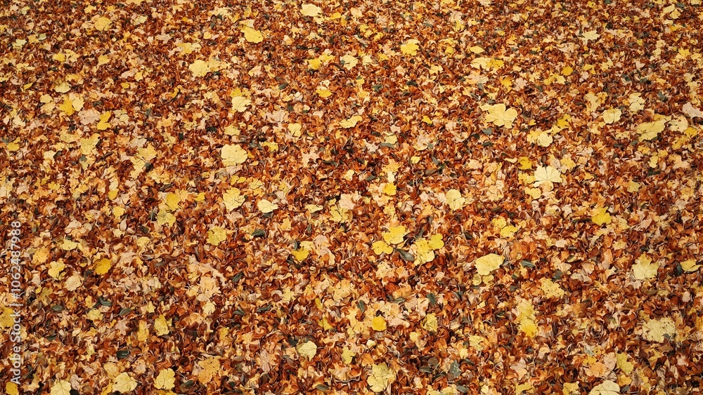 Autumn beech tree leaves in bronze and copper hues glossy and reflective Autumn beech tree leaves in bronze and copper hues glossy and reflective