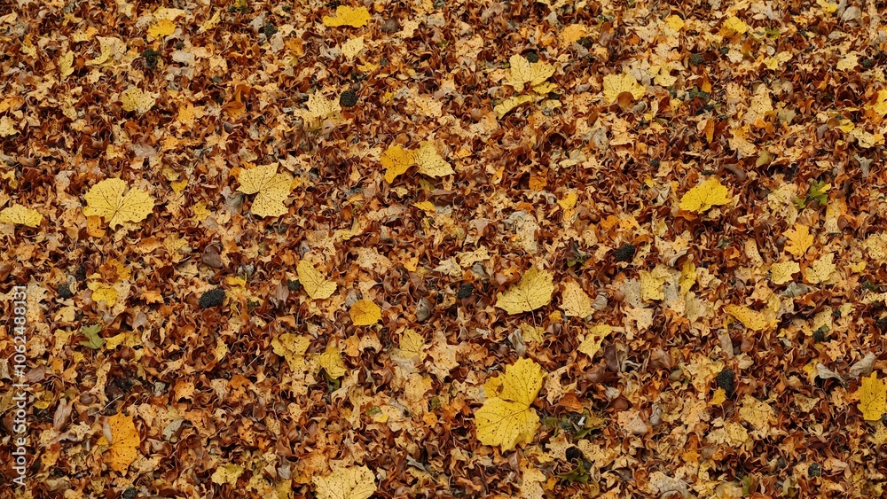 Vibrant layers of sycamore leaves in rich brown and gold hues