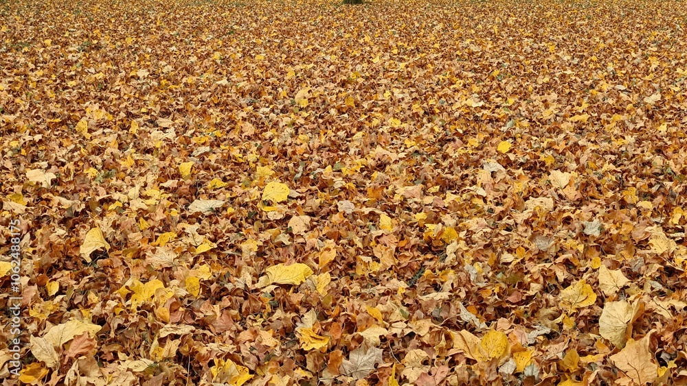 Vibrant layers of sycamore leaves in rich brown and gold hues Vibrant layers of sycamore leaves in rich brown and gold hues