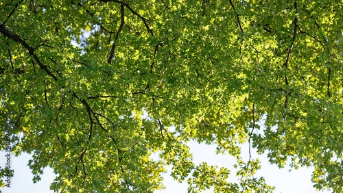 Vibrant green oak leaves creating intricate patterns under sunlight