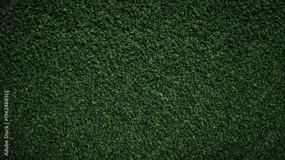 Obraz premium Lush boxwood leaves in deep green creating a formal garden background