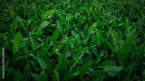 Lush banana leaves in deep green tones creating a vibrant tropical atmosphere