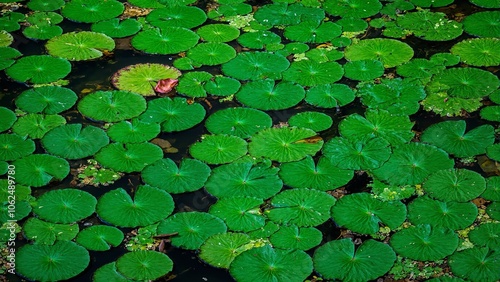 Tranquil pond with overlapping water lily leaves