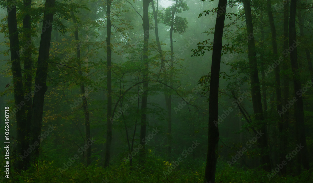 Fototapeta premium Mysterious green foggy forest during autumn day with trees