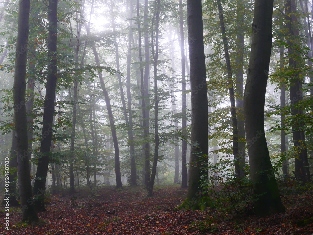 Mysterious green foggy forest during autumn day with trees Mysterious green foggy forest during autumn day with trees