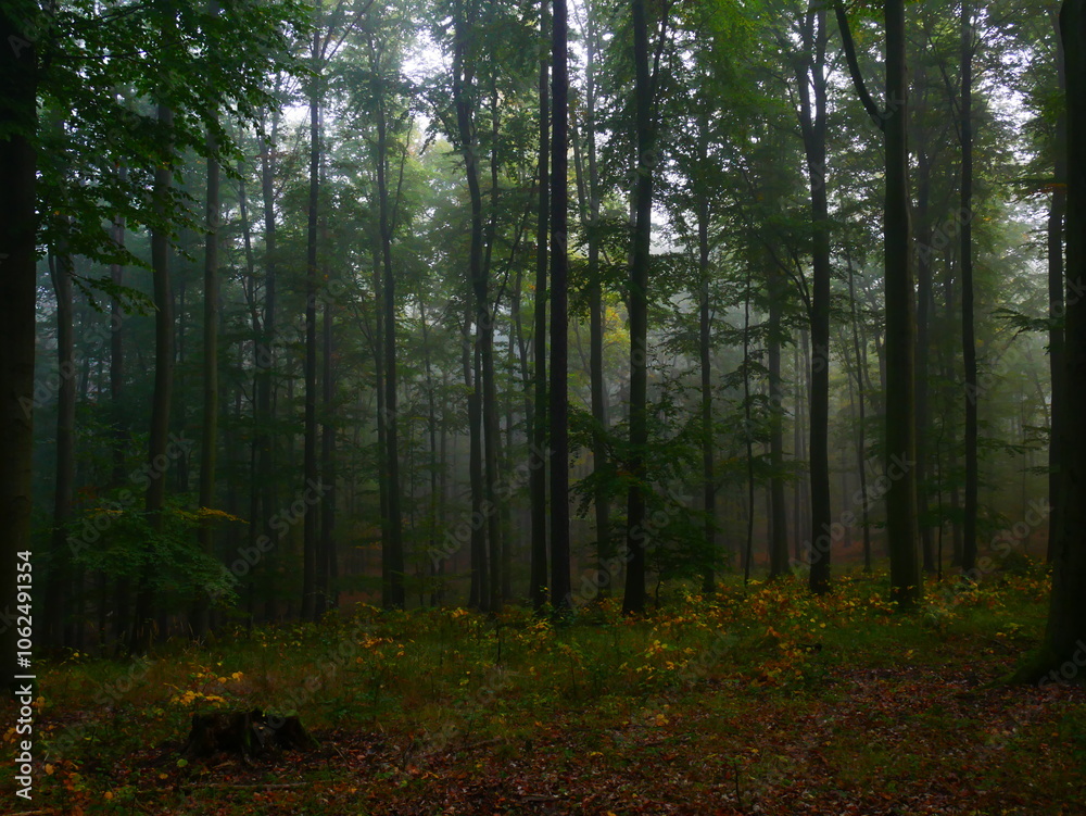 Fototapeta premium Mysterious green foggy forest during autumn day with trees