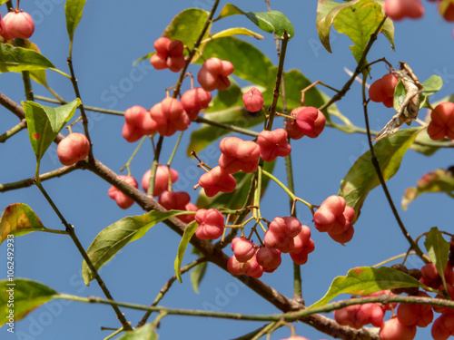 Euonymus europaeus,spindle, European spindle or common spindle branches in the autumn