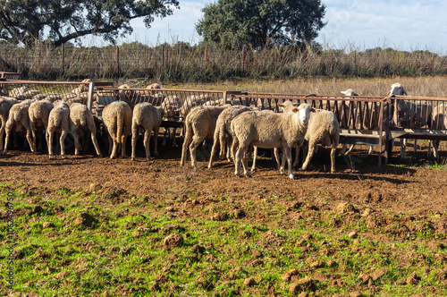 Flock of Merino sheep feeding at troughs, with one in the foreground watching.