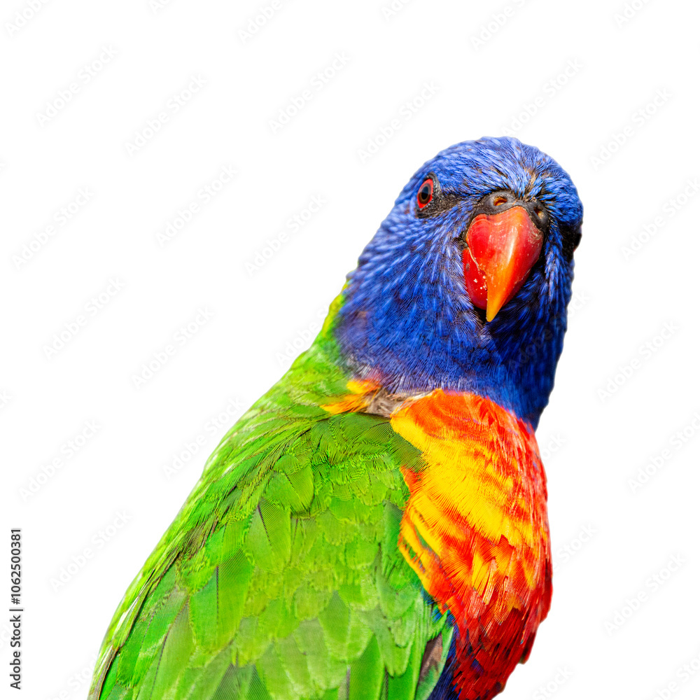 The rainbow lorikeet is a species of parrot found in Australia. It is common along the eastern seaboard, from northern Queensland to South Australia. The rainbow lorikeet is a species of parrot found in Australia. It is common along the eastern seaboard, from northern Queensland to South Australia.