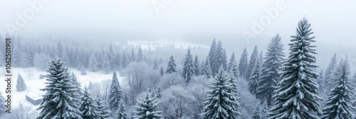 Aerial view of snow-covered evergreen trees in Lithuania after a winter blizzard, snow, trees