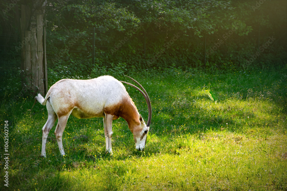 Fototapeta premium Oryx antelope grazing on a green meadow