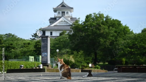 初夏の長浜城公園でくつろぐ地域猫 photo