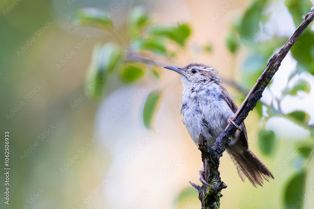 Carolina wren (Thryothorus ludovicianus) in autumn Carolina wren (Thryothorus ludovicianus) in autumn