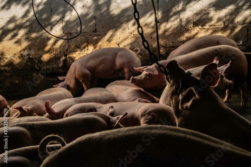 Group of Pigs in Their Pen, A lively group of pigs in their pen, interacting and enjoying their environment. The image captures the charm of these animals in a rustic farm setting, showcasing their na photo