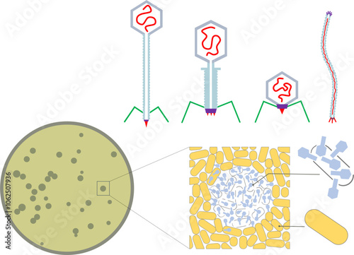 Bacteriophage type and plaque count. Top, from left to right: Family Siphoviridae, Myoviridae, Podoviridae, Inoviridae. Bottom: close-up illustration of the plaque