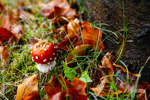 Amanita muscaria mushroom with bright red top and white spots; fly agaric in fall photo