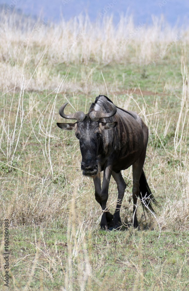 Two wildebeest walking through dry grassland in africa Two wildebeest walking through dry grassland in africa