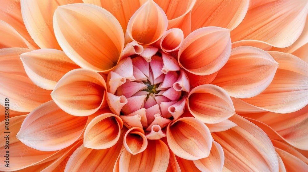 Close-up of a dahlia in full bloom, highlighting intricate petal patterns and vibrant color