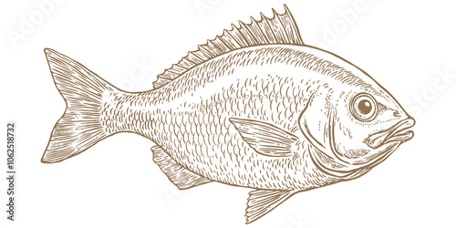 Gilt-head bream, fish, Dorado, seafood, sketch. Vintage retro print, seafood fish sketch, sea life, ink pencil style drawing engrave old school sketch, hand drawn. Sketch artwork fish. Illustration