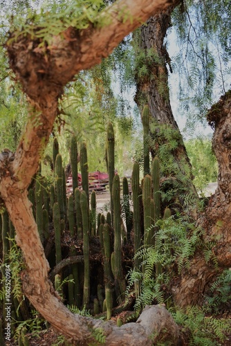 cactus and tree photo