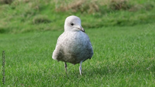 Young Seagull - Close Up view of wild seagull sea bird in Edinburgh Scotland, near Arthur's Seat. photo