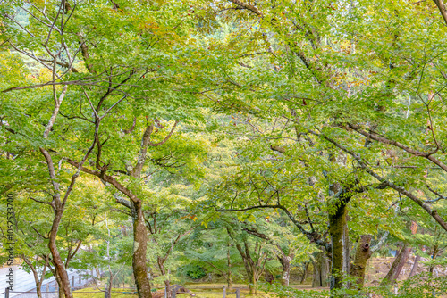 Beautiful trees in Japan