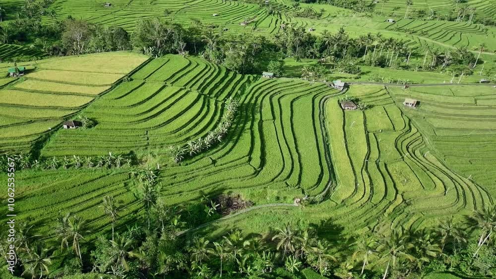 Drone View of Jatiluwih Rice Terrace in Tabanan Bali Indonesia Drone View of Jatiluwih Rice Terrace in Tabanan Bali Indonesia