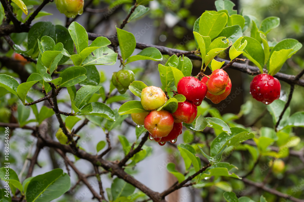 Obraz premium Acerola