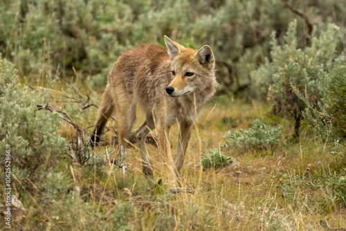 Something Grabs The Attention Of Coyote In Yellowstone