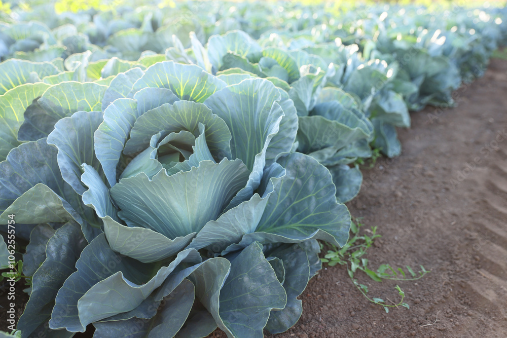 Green cabbages growing in field on sunny day, closeup Green cabbages growing in field on sunny day, closeup