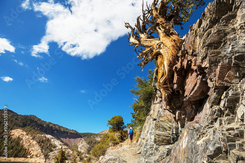 Hike in Sierra Nevada photo