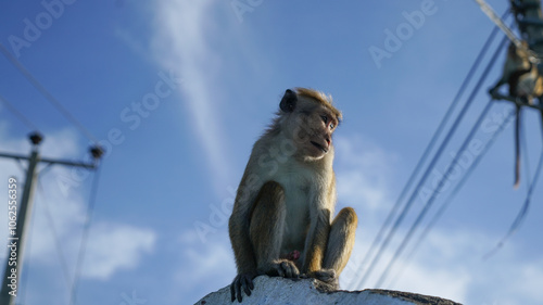 Canvas Print A monkey in the town.