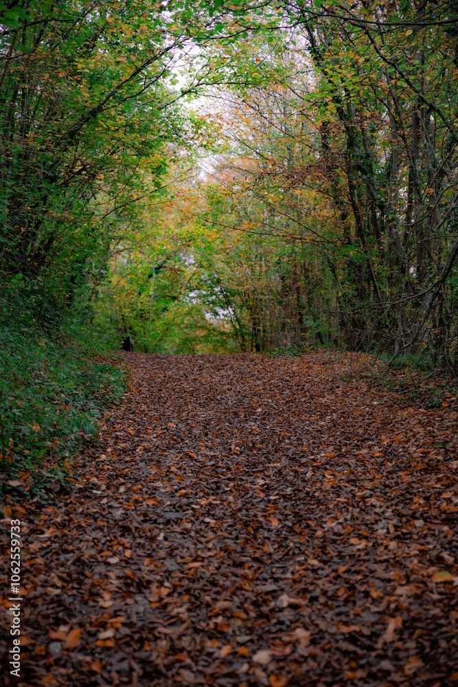 Obraz premium sentier forestier