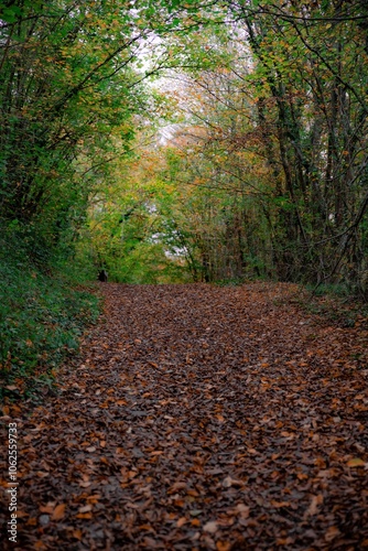 sentier forestier