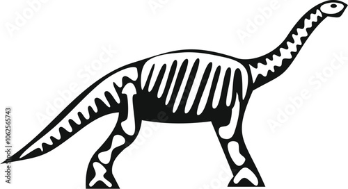 Side view of a brontosaurus dinosaur skeleton walking, isolated on white background
