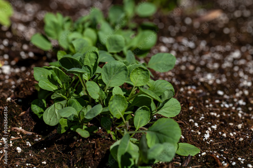 Brussels sprout seedlings grow in an organic vegetable garden Brussels sprout seedlings grow in an organic vegetable garden