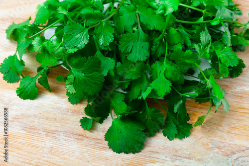 Fresh fragrant bunch of cilantro on a wooden surface, cooked for cooking. Close-up image photo