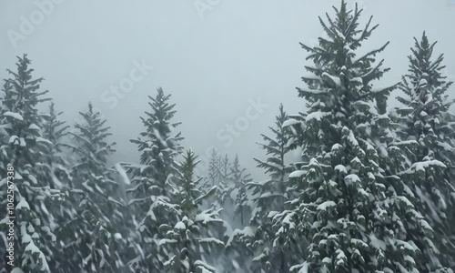 Snow-covered evergreen trees in a dense forest during a blizzard.