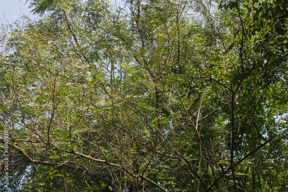 Obraz premium trees in the shady green yard