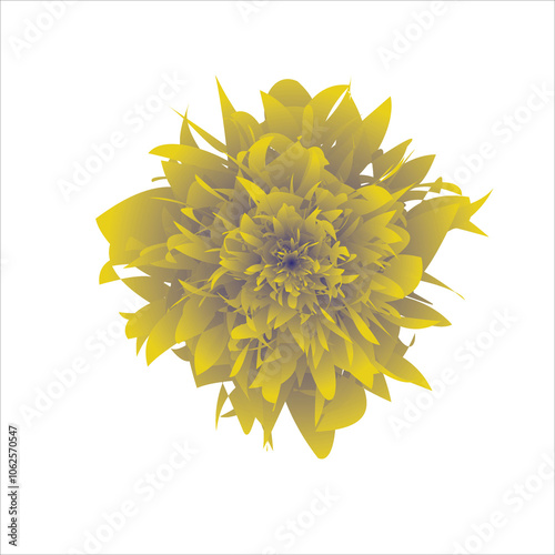 sunflower isolated on white background