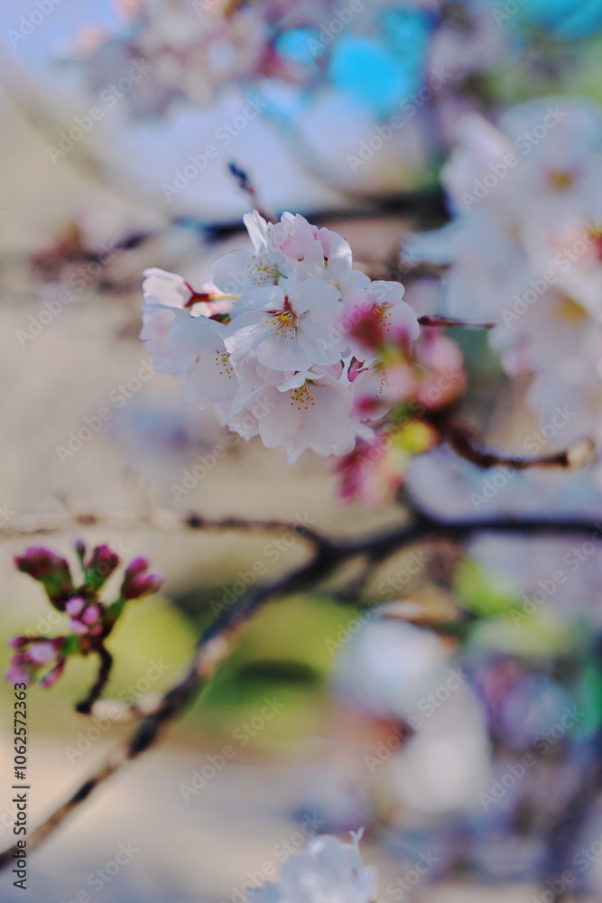 Obraz premium 春を感じる休日