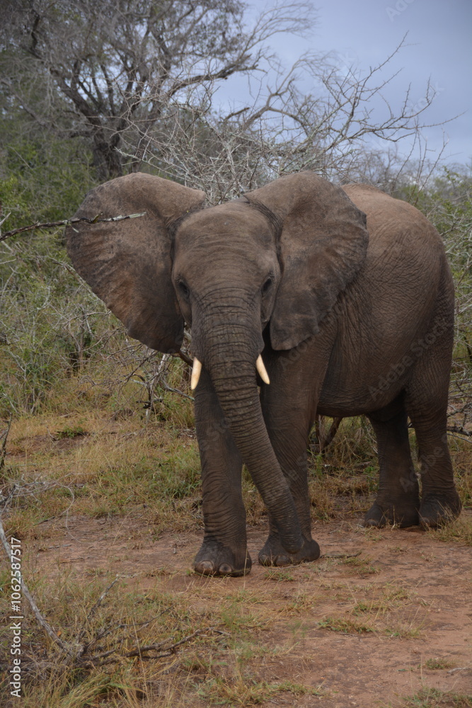 Obraz premium South African Elephant 