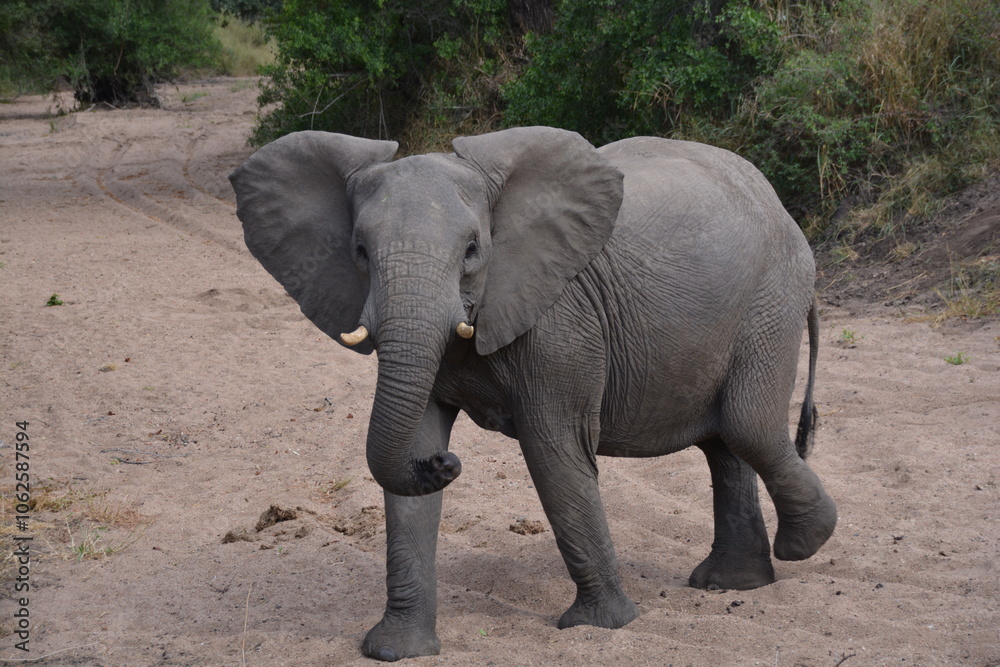 Fototapeta premium Elephant Walking in South Africa