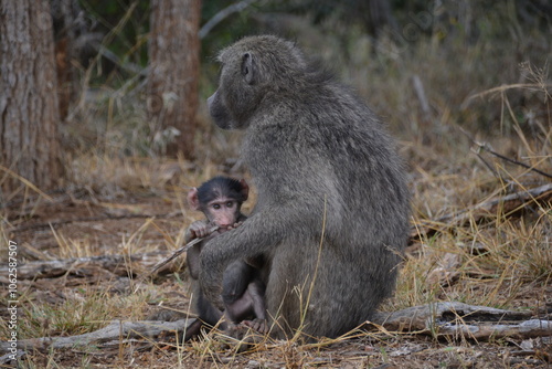 baboon mother and baby