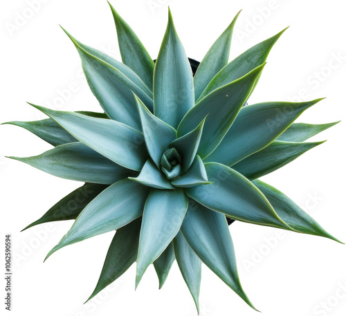 Agave plant top view on transparent background