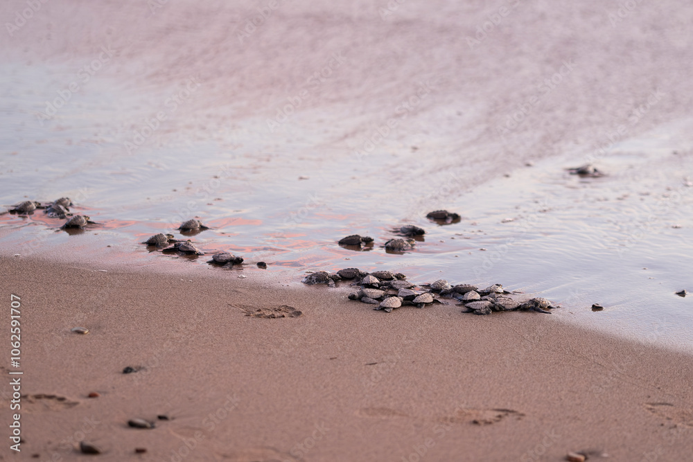 Close up of many baby sea turtles making its way to ocean at sunset on a dark sand volcanic beach. Conservation and preservation of endangered marine species concept. Selective focus, space for copy. Close up of many baby sea turtles making its way to ocean at sunset on a dark sand volcanic beach. Conservation and preservation of endangered marine species concept. Selective focus, space for copy.